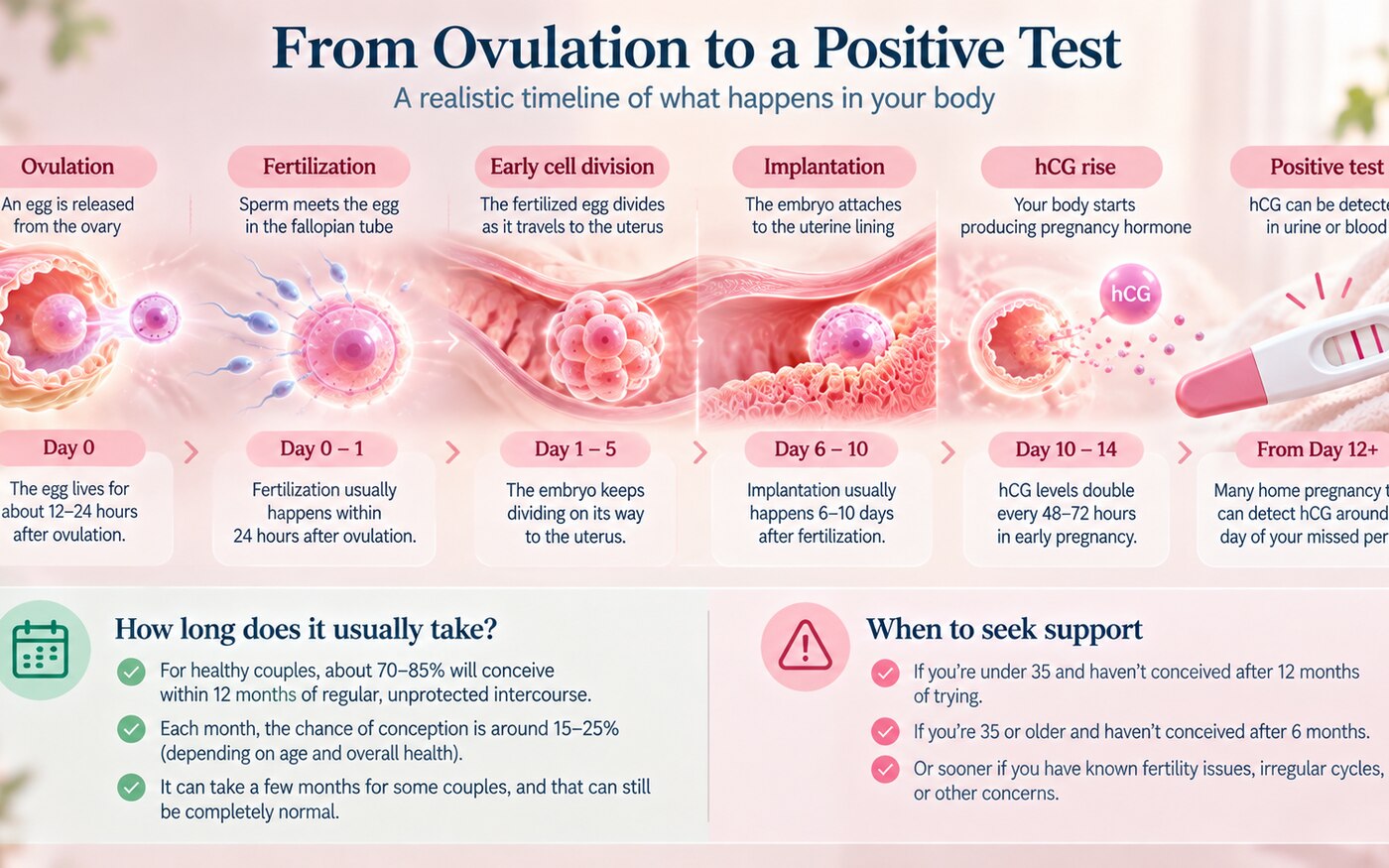 How Long Does It Take to Get Pregnant Naturally? A Realistic Timeline infographic